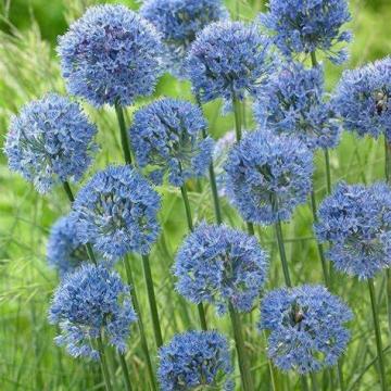 Allium caeruleum
