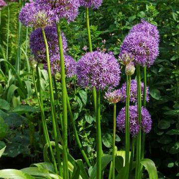 Allium gladiator