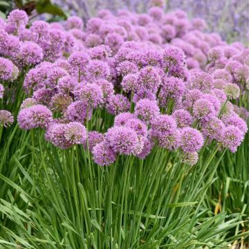 Allium 'Globemaster'