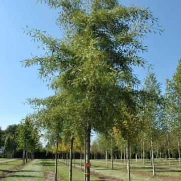 Alnus glutinosa 'Imperalis'
