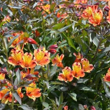 Alstroemeria 'Indian Summer'