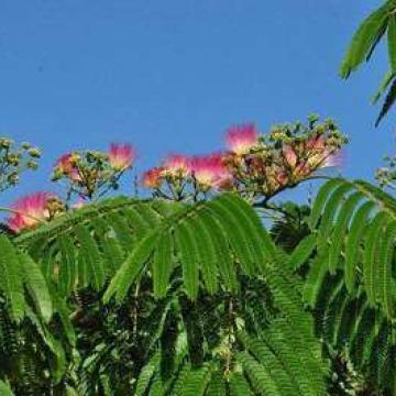 Albizia julibrissin 'Ombrella'