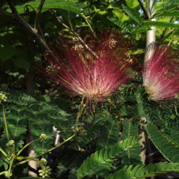 Albizia julibrissin 'Rouge De Tuiliere'
