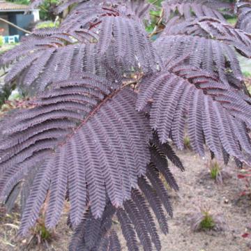 Albizia julibrissin 'Summer Chocolate'