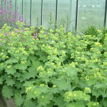 Alchemilla mollis