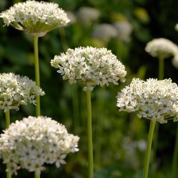 Allium multibulbosum (nigrum)