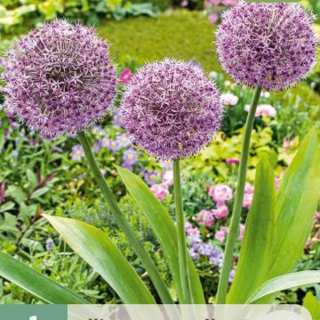 Allium 'Party Balloons'