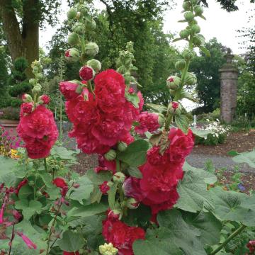 Alcea rosea 'Charter's Double Scarlet'