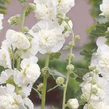 Alcea rosea 'Charters mix'