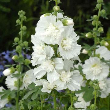 Alcea rosea 'Charter Double White'