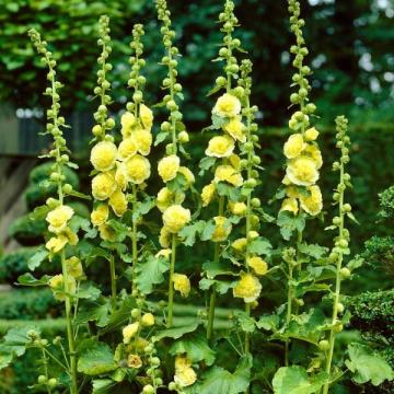 Alcea rosea 'Chater Golden Yellow'