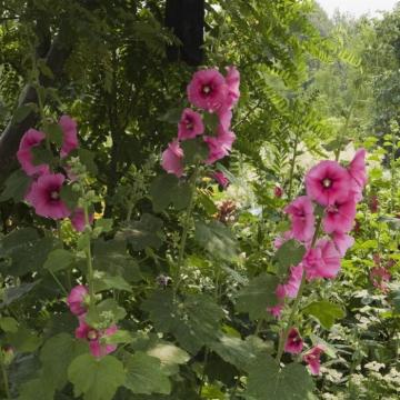 Alcea rosea 'Fuchsia'