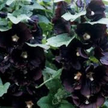 Alcea rosea 'Jet Black'