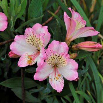 Alstroemeria 'Summer Break'