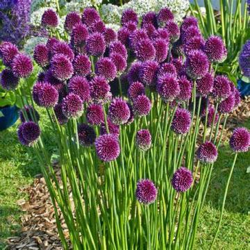 Allium schoenoprasum