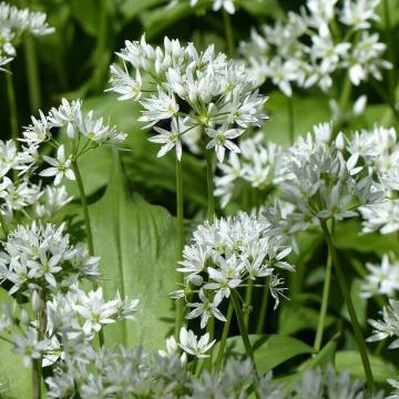 Allium ursinum