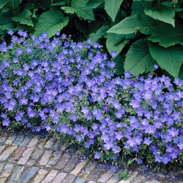 Amsonia 'Blue Ice'