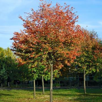 Amelanchier canadensis 'October Flame'