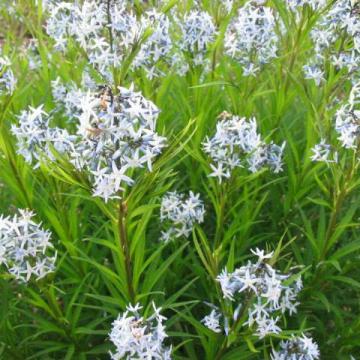 Amsonia hubrichtii