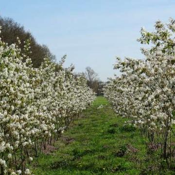 Amelanchier lamarckii