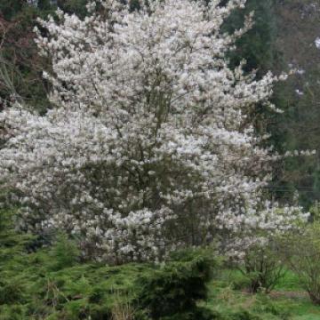 Amelanchier laevis 'Ballerina'