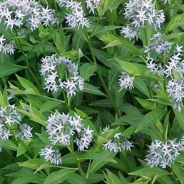 Amsonia tabernaemontana