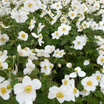 Anemone hybrida (x) 'Andrea Atkinson'
