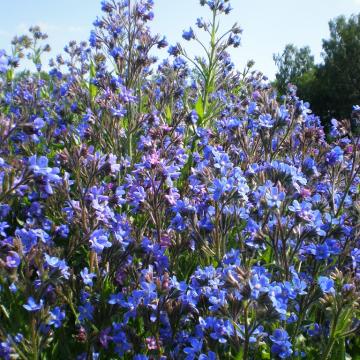 Anchusa azurea 'Loddon Royalist'
