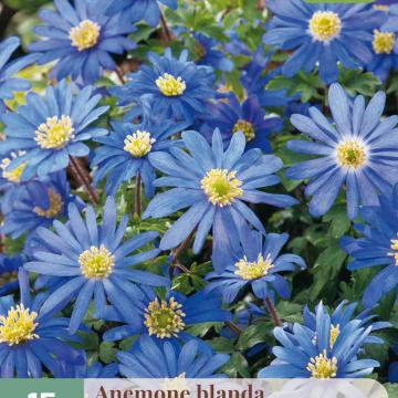 Anemone blanda 'Blue Shades'
