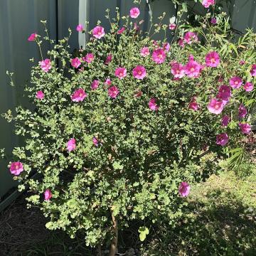 Anisodontea capensis