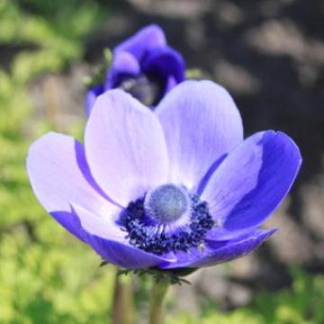 Anemone coronaria 'Mr Fokker' 
