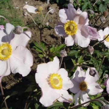 Anemone hybrida (x) 'Hadspen Abundance'