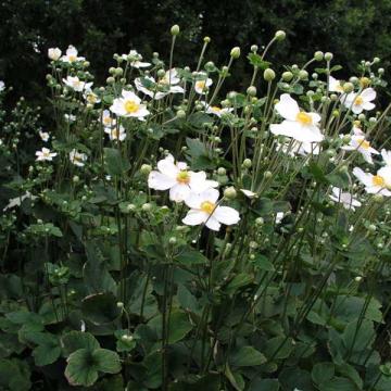 Anemone hybrida (x) 'Honorine Jobert'