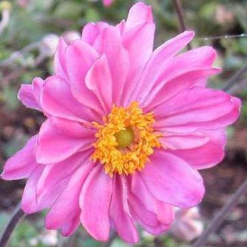 Anemone hybrida (x) 'Pamina'