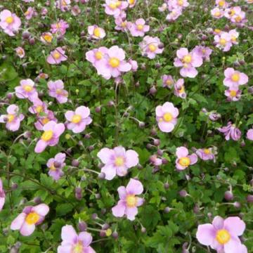 Anemone hupehensis 'Splendens'