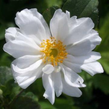 Anemone hybrida (x) 'Whirlwind'