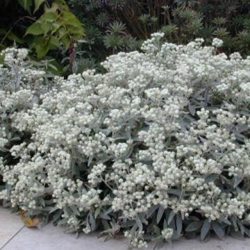 Anaphalis triplinervis