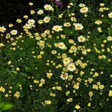 Anthemis hybrida (x) 'Sauce Hollandaise'