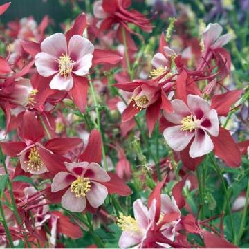 Aquilegia chrysantha 'Crimson Star'