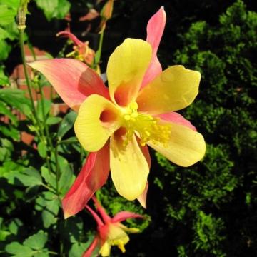 Aquilegia 'Imperial' 