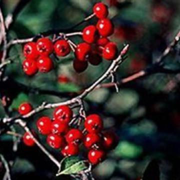 Aronia arbutifolia 'Brilliant'