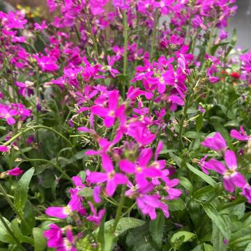 Arabis blepharophllya