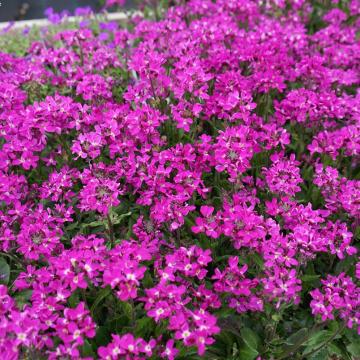 Arabis blepharophylla 'Rose Delight'