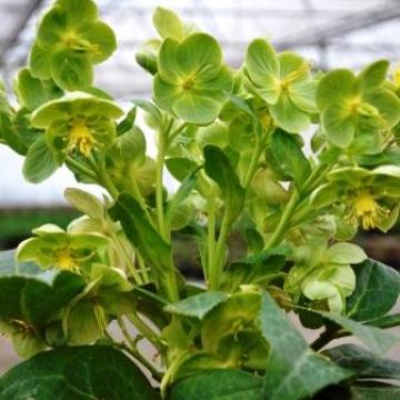Helleborus argutifolius
