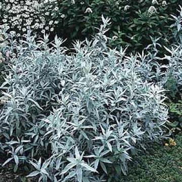 Artemisia ludoviciana 'Silver Queen'