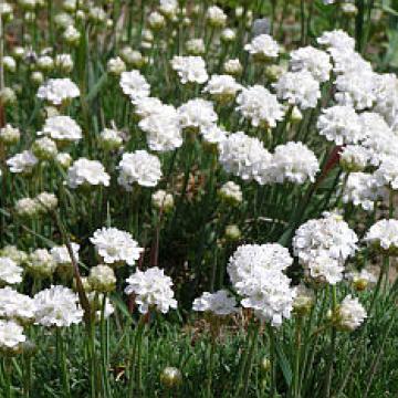 Armeria maritima 'Armanda Pink'
