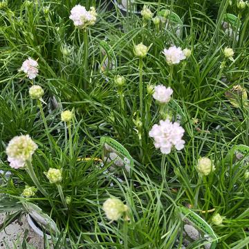 Armeria maritima 'Alba'