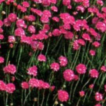 Armeria maritima 'Splendens'