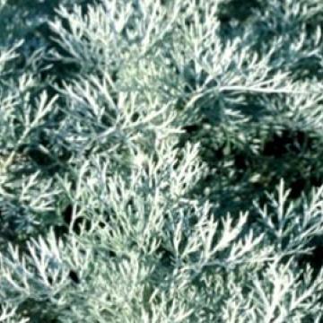 Artemisia 'Powis Castle'