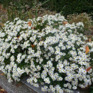 Aster ageratoides 'Ashvi'